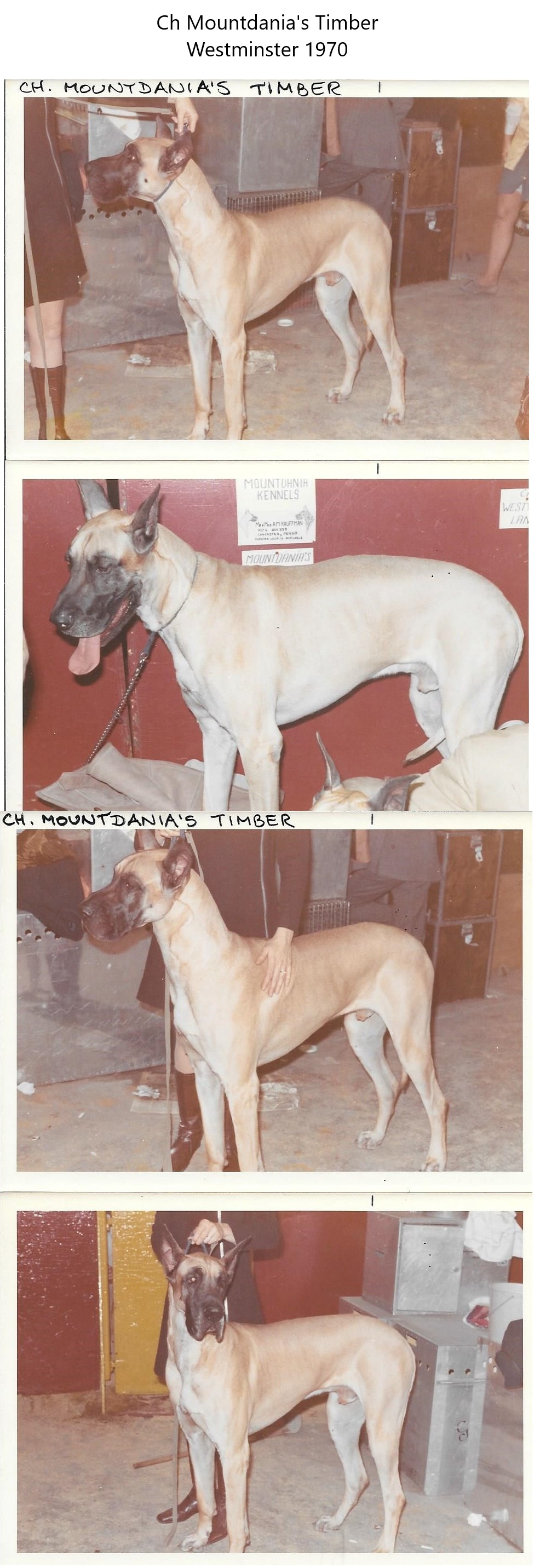 Ch Mountdanias Timber